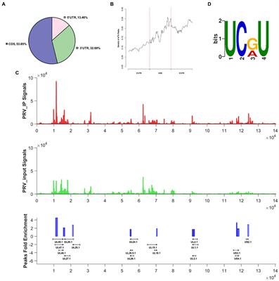 Pseudorabies virus exploits N6-methyladenosine modification to promote viral replication